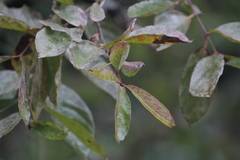 Crossopteryx febrifuga
