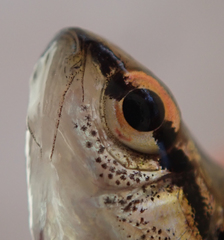 Enteromius multilineatus