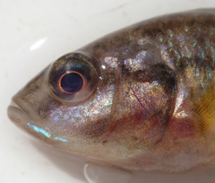 Pseudocrenilabrus philander