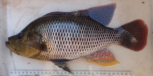 Bultrug-grootbek (Serranochromis altus) — Cichlidae