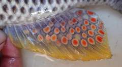 Serranochromis altus