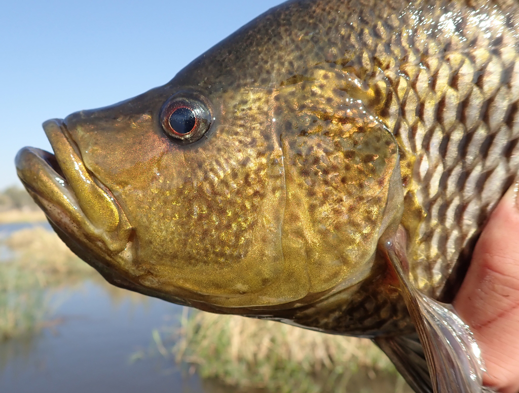 Humpback largemouth (Serranochromis altus) — Cichlidae