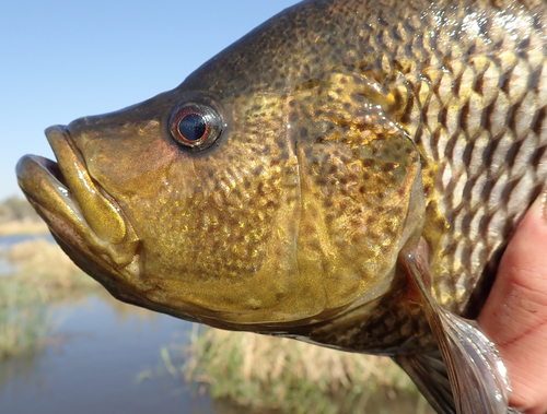 Humpback largemouth (Serranochromis altus) — Cichlidae