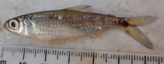 Brycinus lateralis