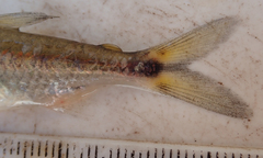 Brycinus lateralis