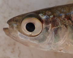 Brycinus lateralis
