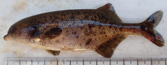 Marcusenius altisambesi