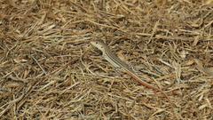 Acanthodactylus schreiberi