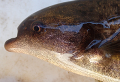 Marcusenius altisambesi