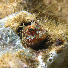 Mimoblennius atrocinctus