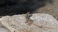Acanthodactylus schreiberi