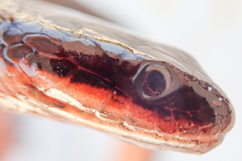 Bangweulu Water Snake