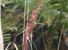 Scleria terrestris