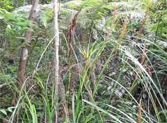 Scleria terrestris