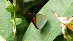 Curetis acuta paracuta