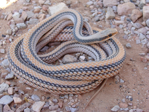 Big Bend Patch-nosed Snake