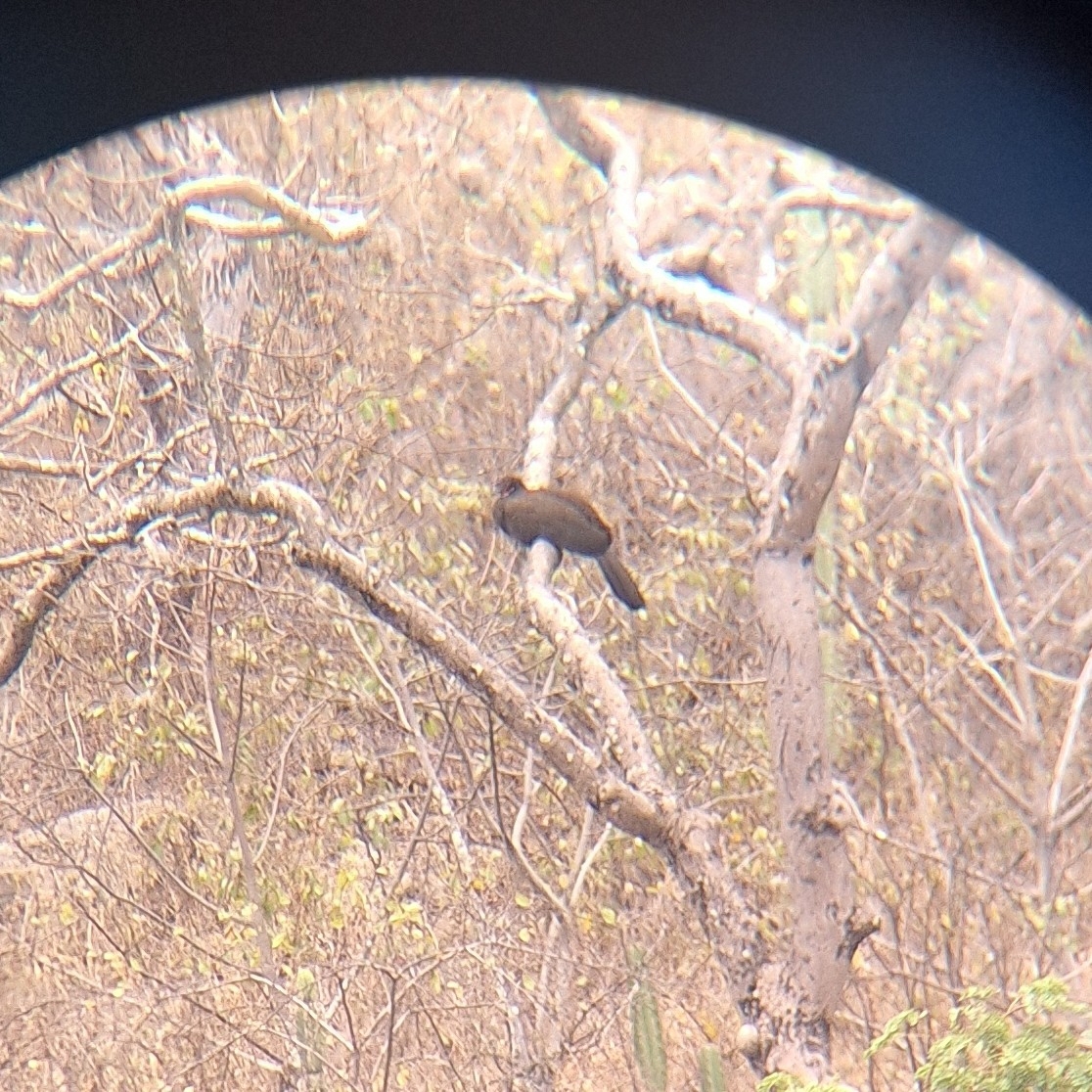 White-winged Guan (Penelope albipennis), photo 1