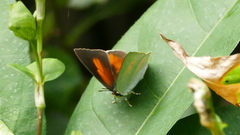 Curetis acuta paracuta