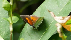 Curetis acuta paracuta