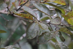 Crossopteryx febrifuga