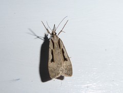 Scoparia rotuella