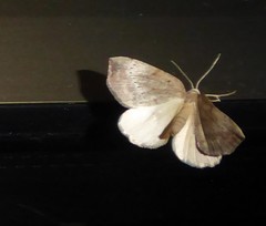 Sestra humeraria