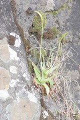 Bulbine latifolia latifolia