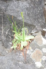 Bulbine latifolia latifolia