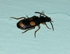 Macrocheilus
