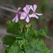 Horseshoe Geranium - Photo (c) Craig Peter, some rights reserved (CC BY-NC), uploaded by Craig Peter