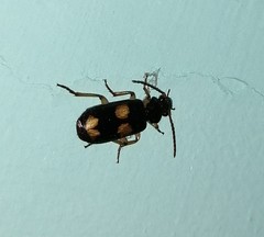Macrocheilus