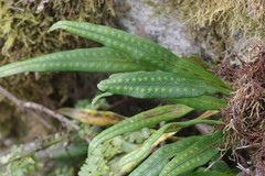 Microgramma mauritiana