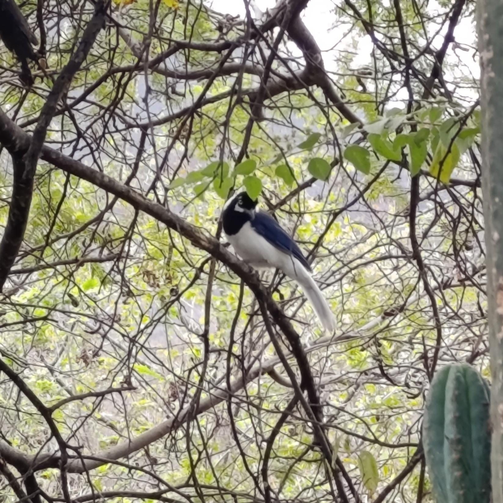 White-tailed Jay (Cyanocorax mystacalis), photo 2