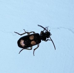 Macrocheilus