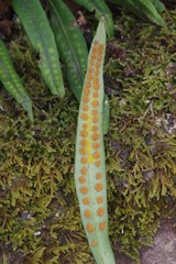 Microgramma mauritiana