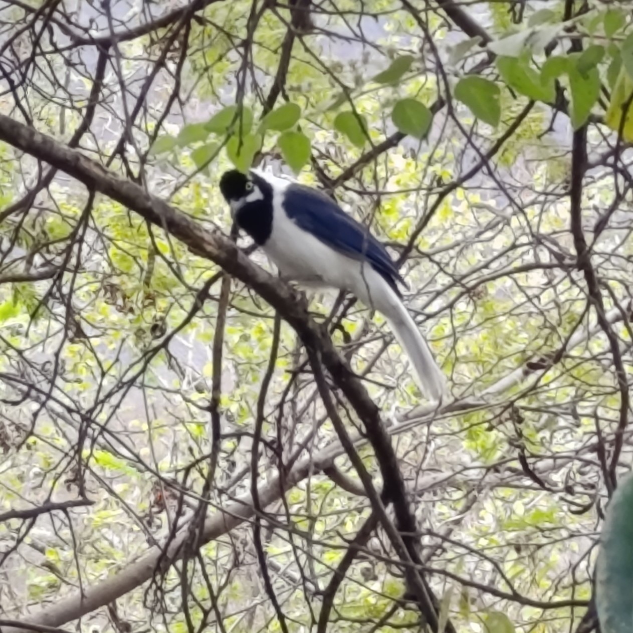 White-tailed Jay (Cyanocorax mystacalis), photo 3