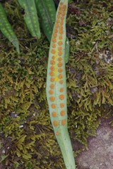 Microgramma mauritiana