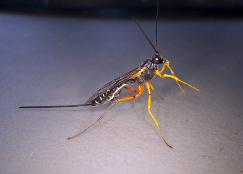 Coleocentrus rufocoxatus