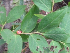 Vaccinium hirtum