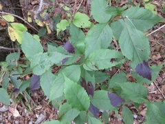 Eupatorium japonicum