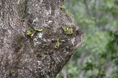 Polystachya ottoniana