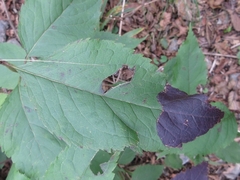 Eupatorium japonicum