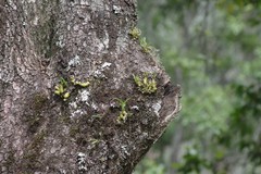 Polystachya ottoniana