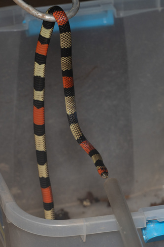 Black-necked Amazonian Coralsnake