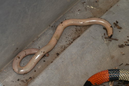 Reticulate Worm Snake
