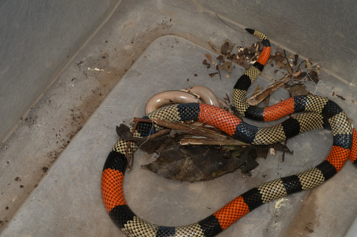 Black-necked Amazonian Coralsnake