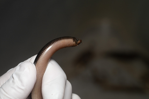 Reticulate Worm Snake