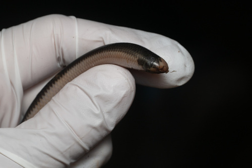 Reticulate Worm Snake