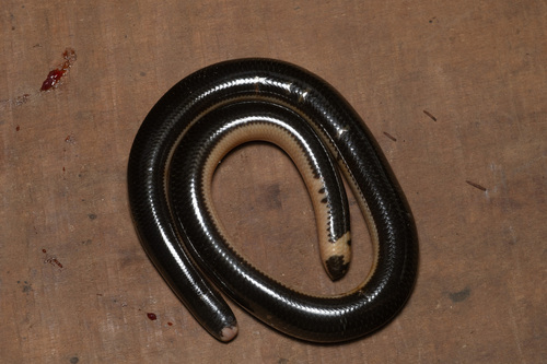 Reticulate Worm Snake