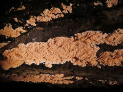 Corticium roseum